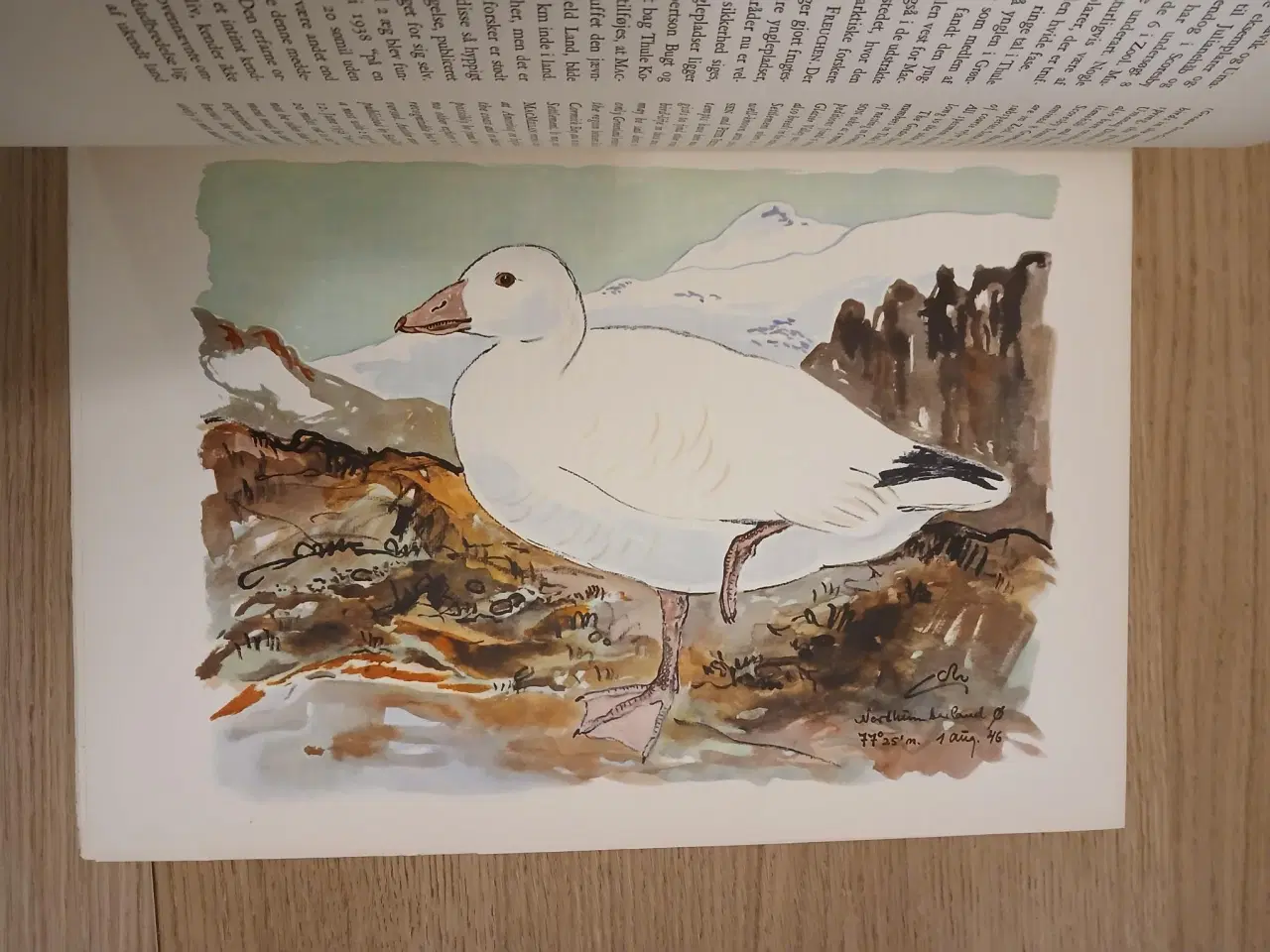 Billede 5 - Finn Salomonsen: Grønlands fugle