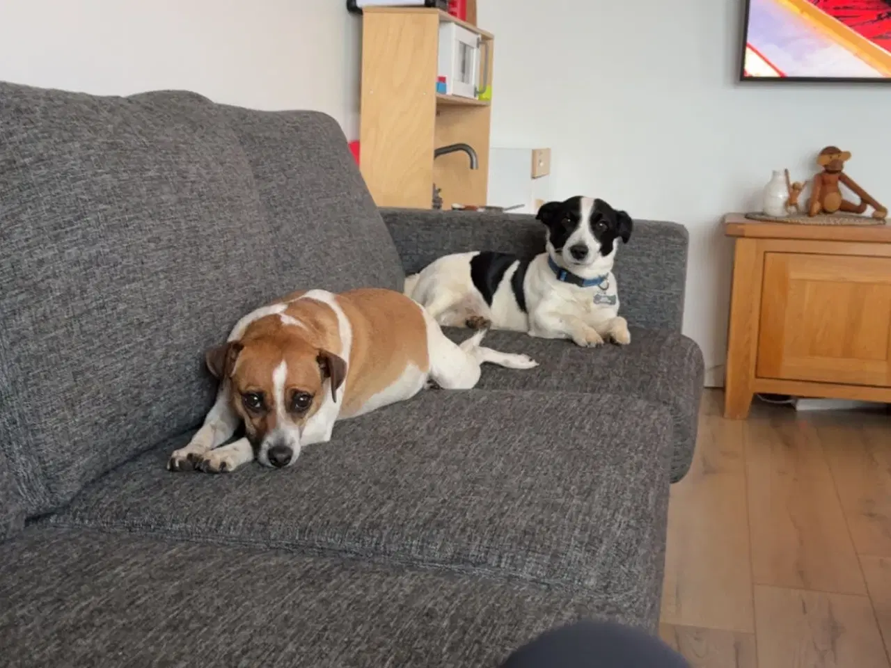 Billede 10 - Dansk svensk/jack Russel blandinger 