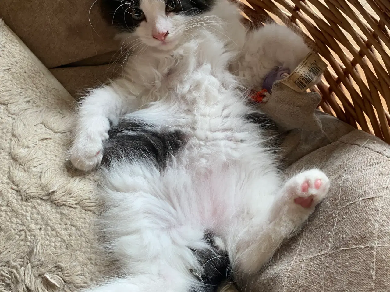 Billede 4 - Maine Coon Perser killinger
