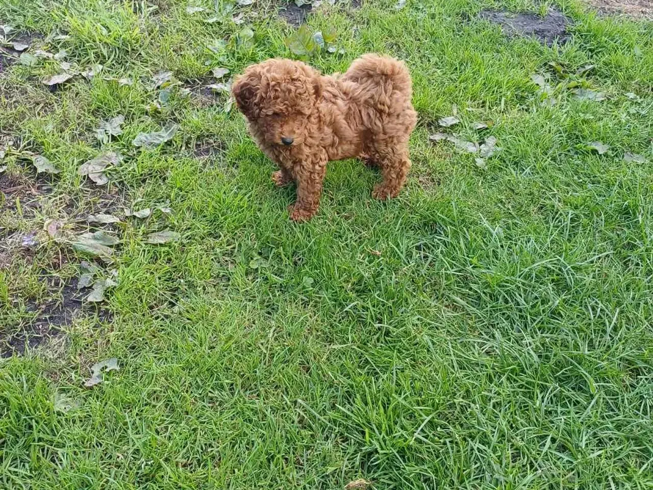 Billede 3 - Puddel/ Maltipoo pige sælges 