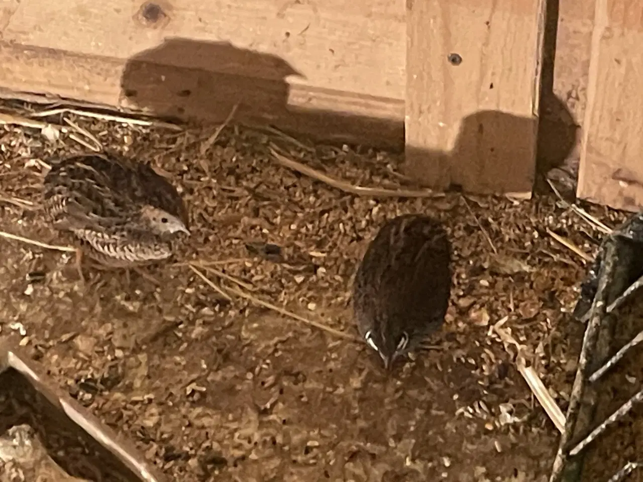 Billede 3 - Sælger forskellige fugle sammen