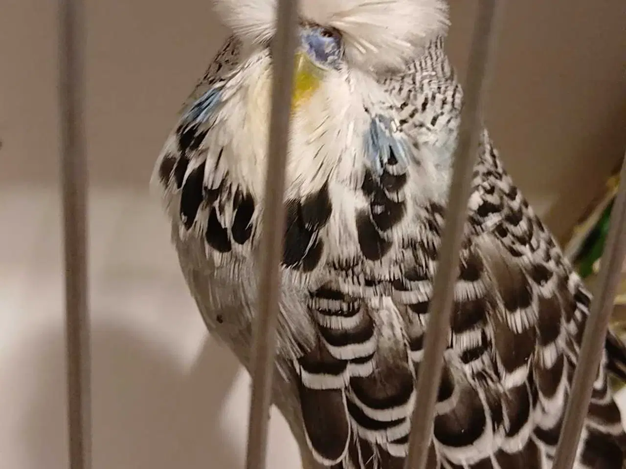 Billede 3 - Engelsk undulat han 