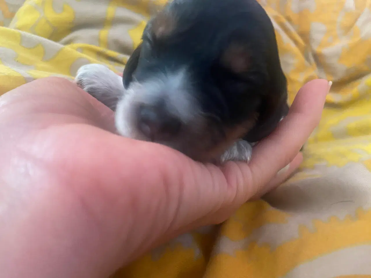 Billede 7 - Eng Cocker spaniels