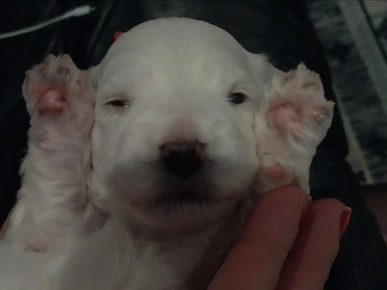 Billede 4 - Lækre hvalpe klar til at flytte d 1/3