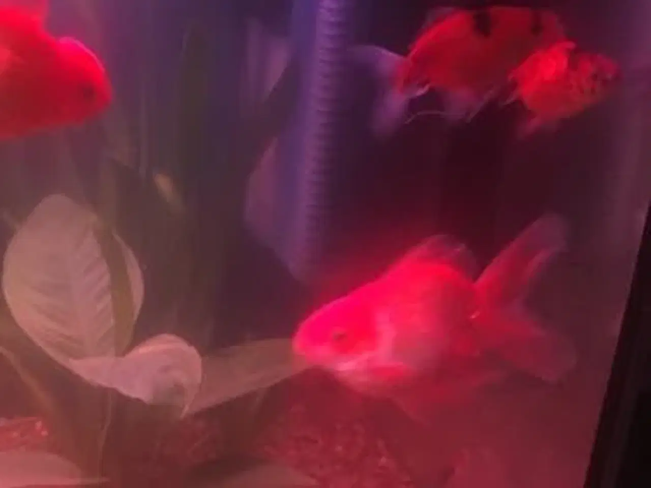 Billede 3 - Store flotte slørhaler 