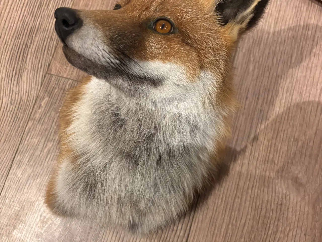 Billede 4 - Smuk skulder monteret ræv