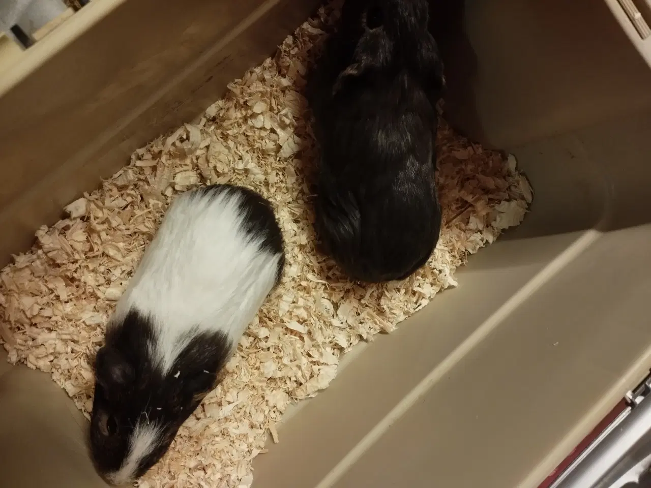 Billede 2 - 4 ægte sheltie drenge er flytte klar .