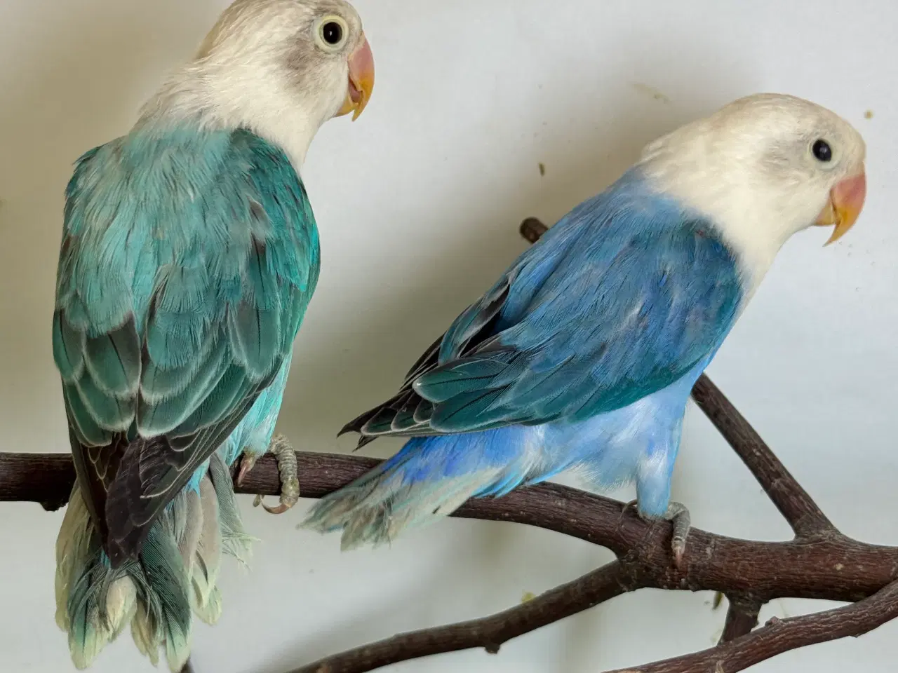 Billede 1 - Rødhovedet dværgpapegøje