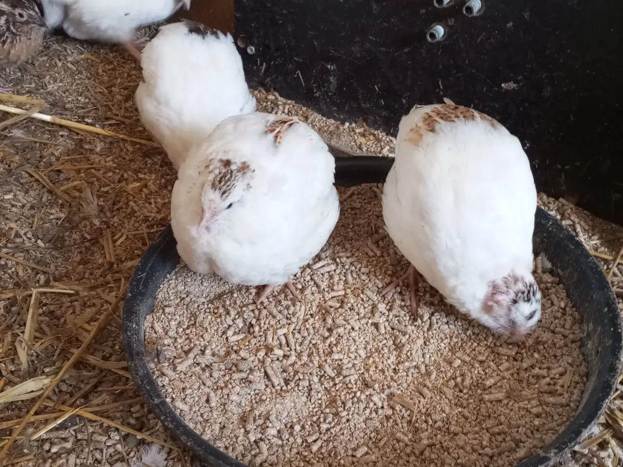 Billede 5 - Vagtler texas 