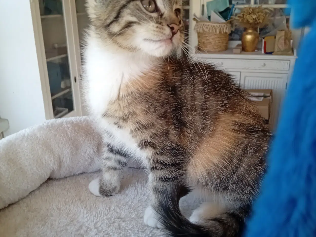 Billede 5 - Maincoon blanding