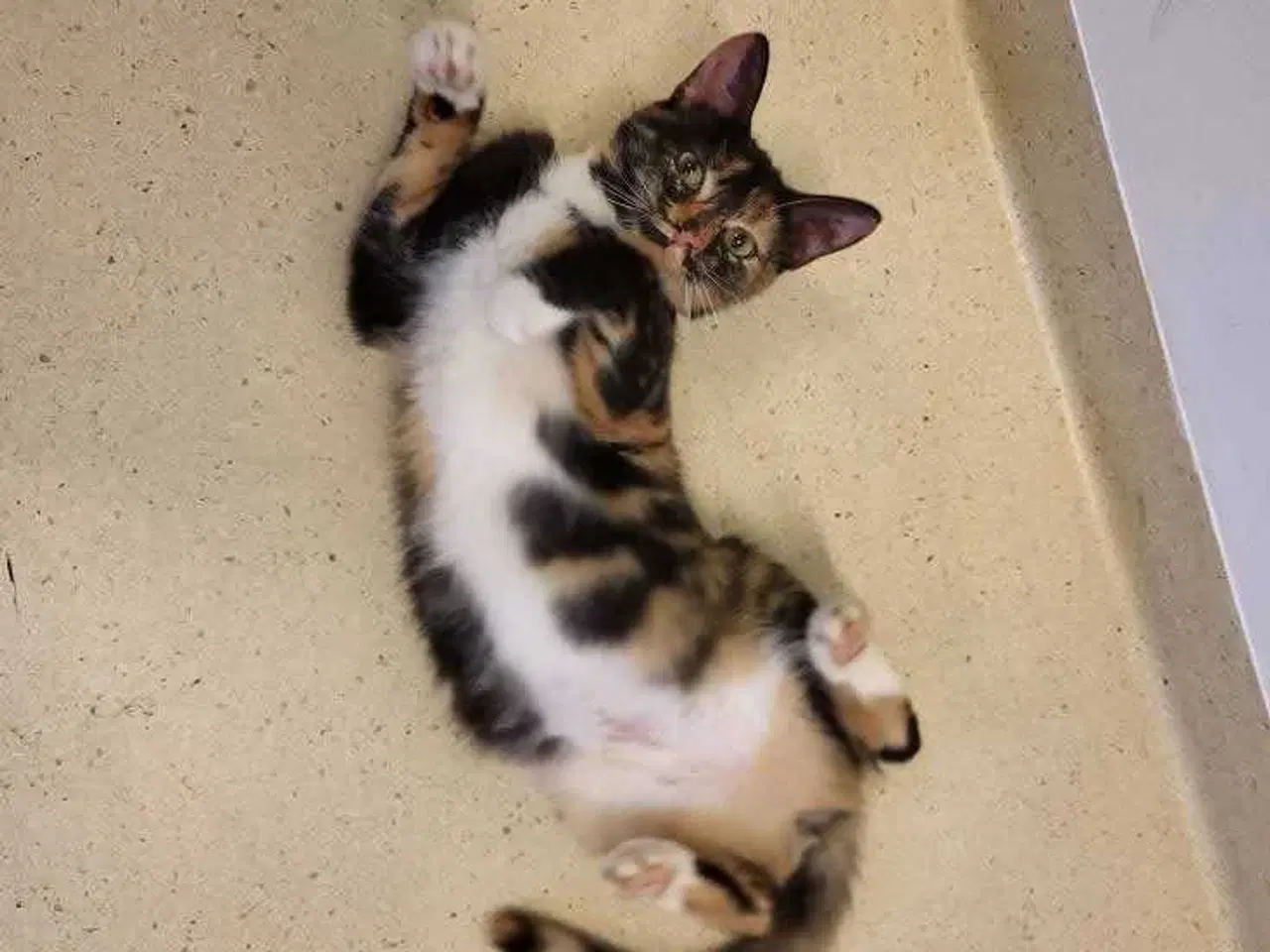 Billede 1 - Smilla ✅️ neutraliseret og vaccineret ♀️