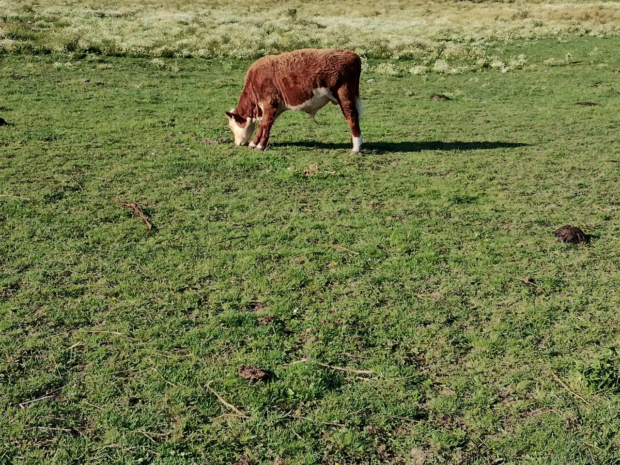 Billede 2 - Hereford kvæg