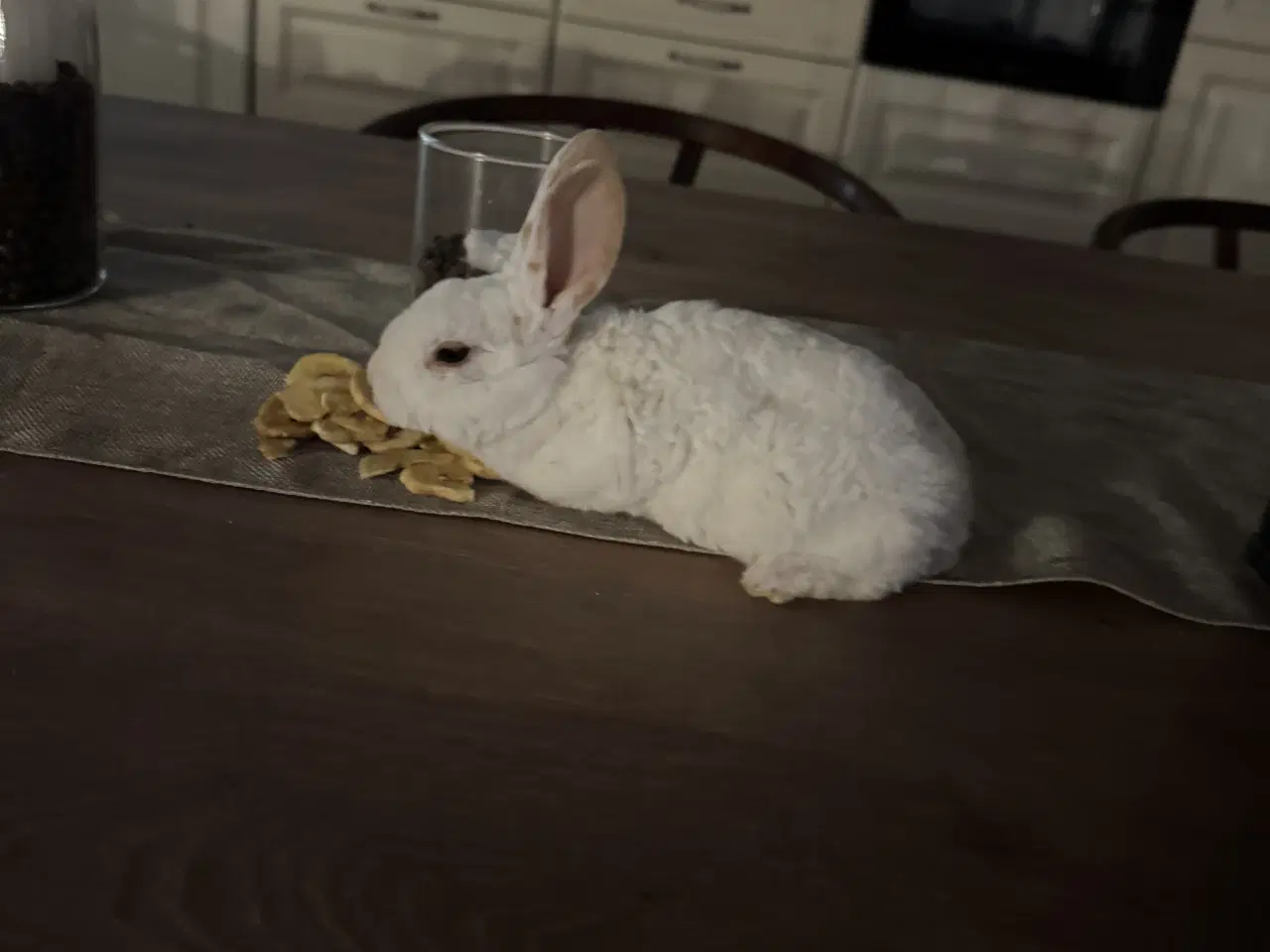 Billede 4 - Standard rex