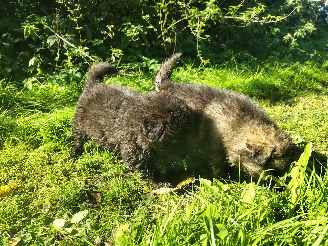 Billede 6 - Finsk lapphund / langhåret schæfer hvalpe