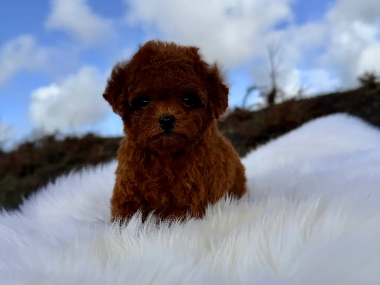 Billede 6 - Mahogni røde Pooton Drenge