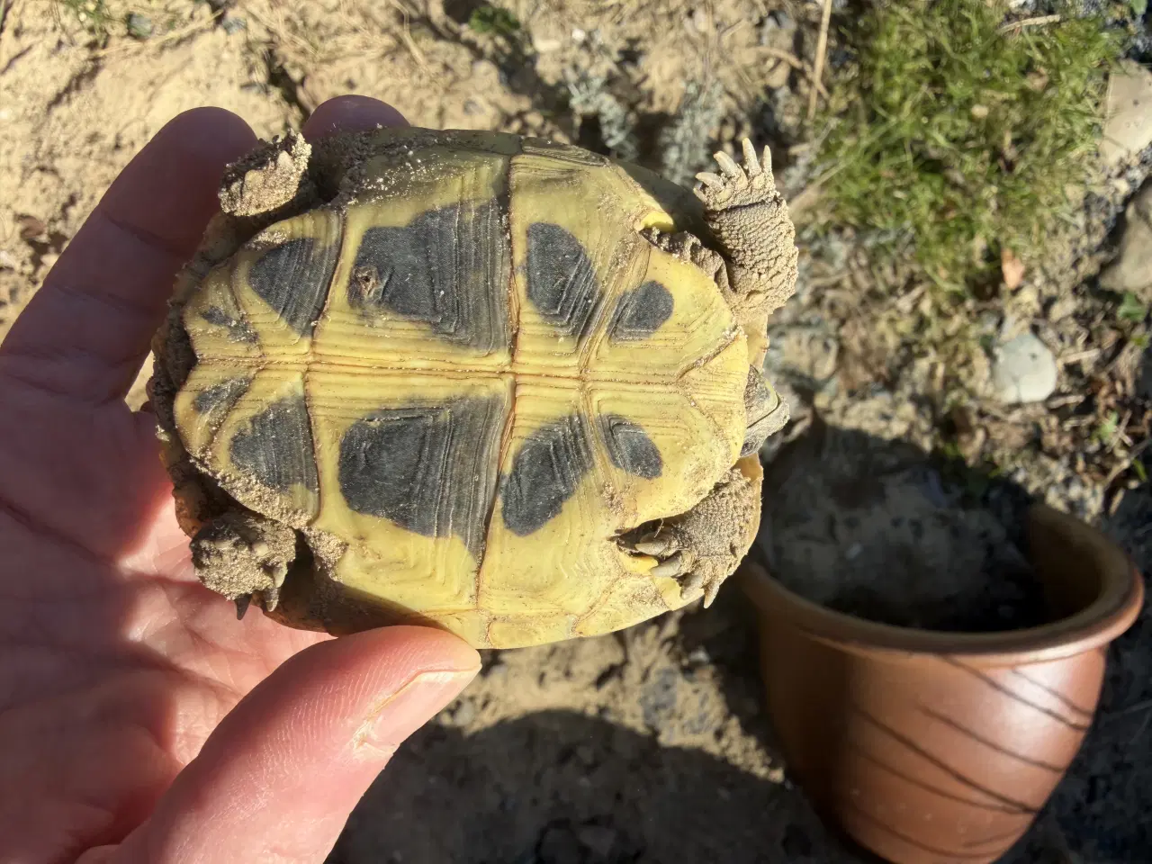 Billede 4 - Græske landskildpadder søger hjem