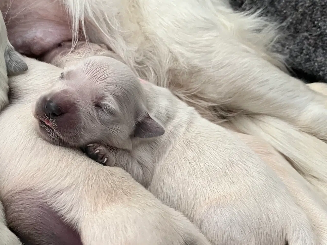 Billede 5 - Golden Retriever hvalpe