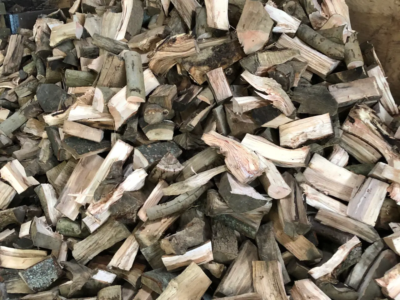 Billede 1 - nyfældet ask