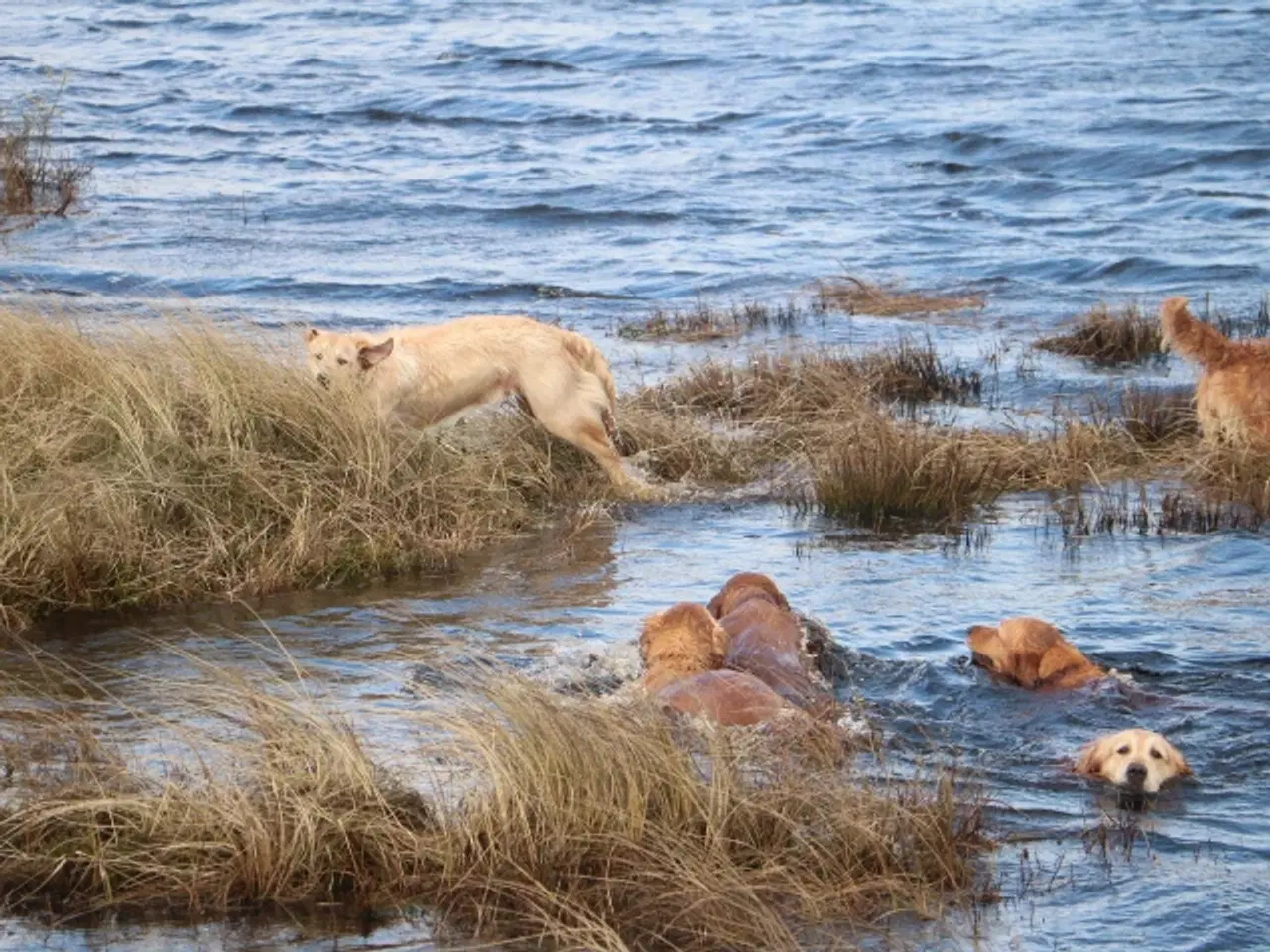 Billede 20 - Golden Retriever tilbydes til parring