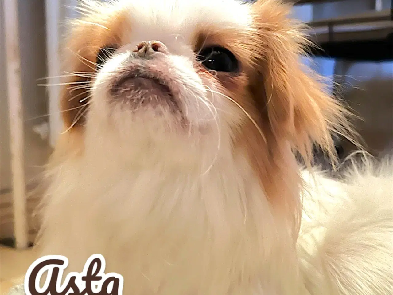 Billede 3 - Japanese Chin hvalpe