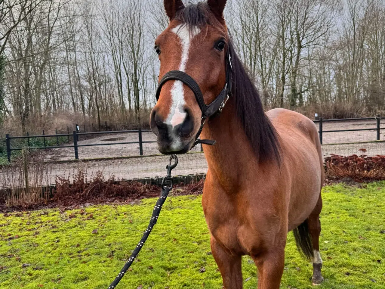 Billede 2 - Skøn hest sælges!