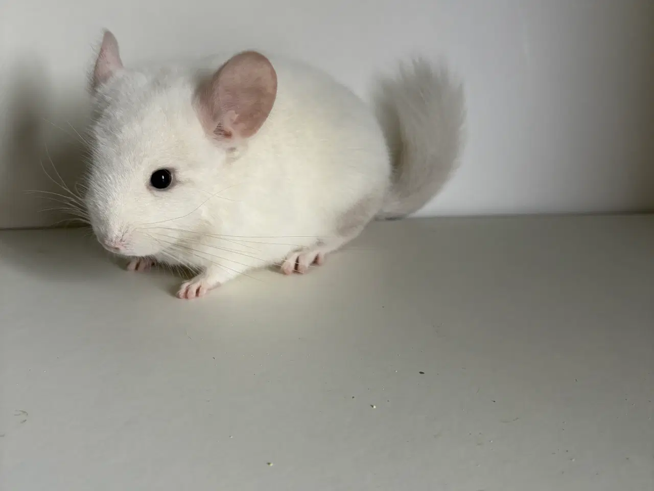 Billede 2 - Pink White HAN chinchilla 