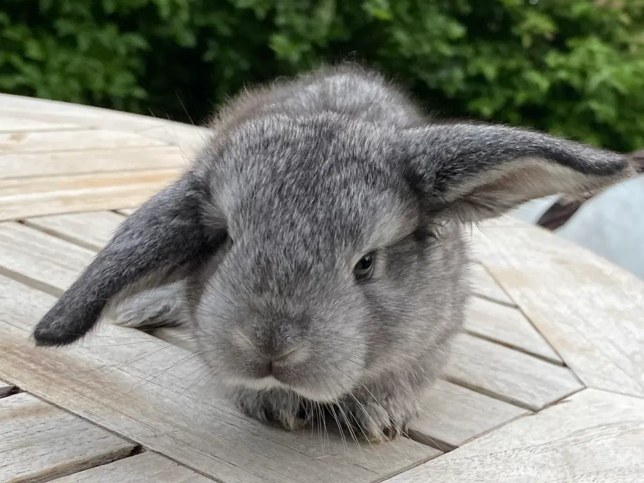 Billede 5 - FRANSK VÆDDER HUN CHINCHILLA