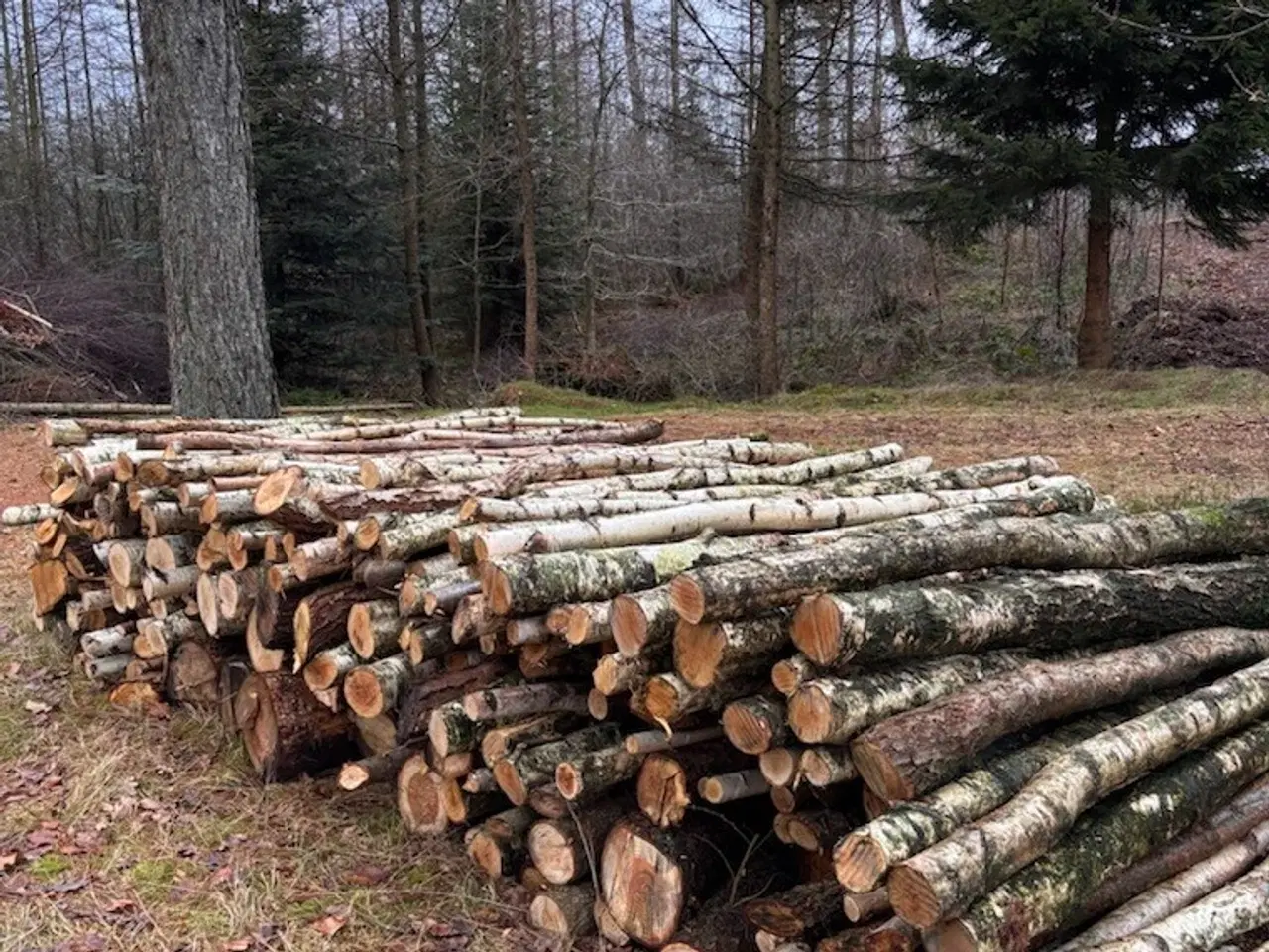Billede 1 - Flot birkebrænde - 12 rummeter