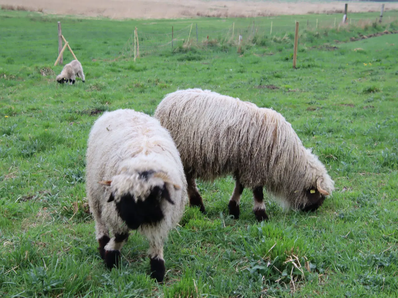 Billede 4 - Valais Blacknose får