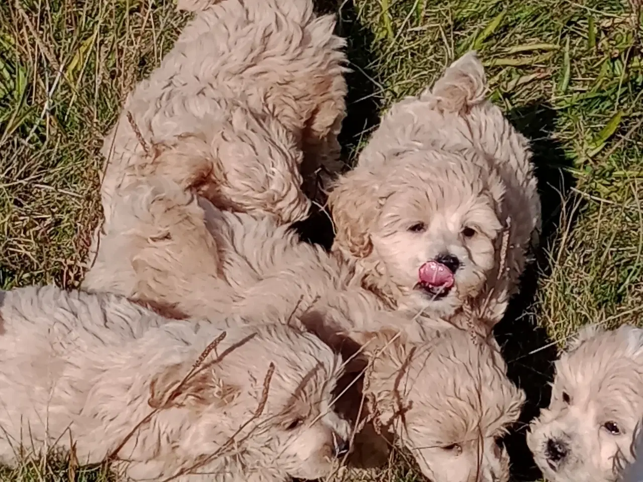 Billede 1 - Maltipoo hvalpe
