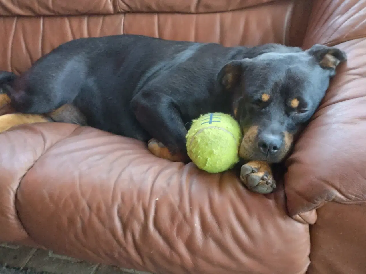 Billede 4 - Rottweiler hvalpe 