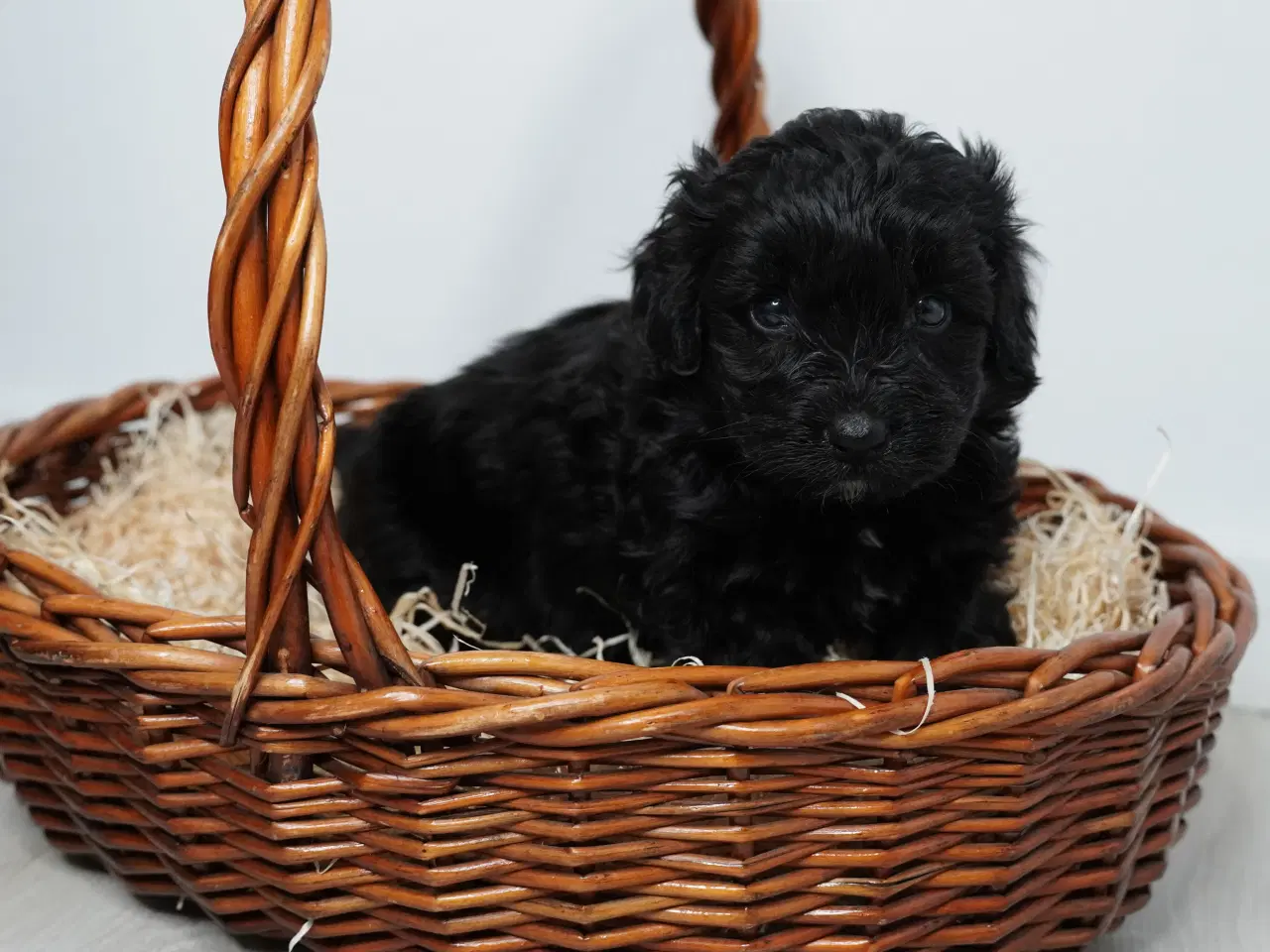 Billede 9 - Coton poo hvalpe