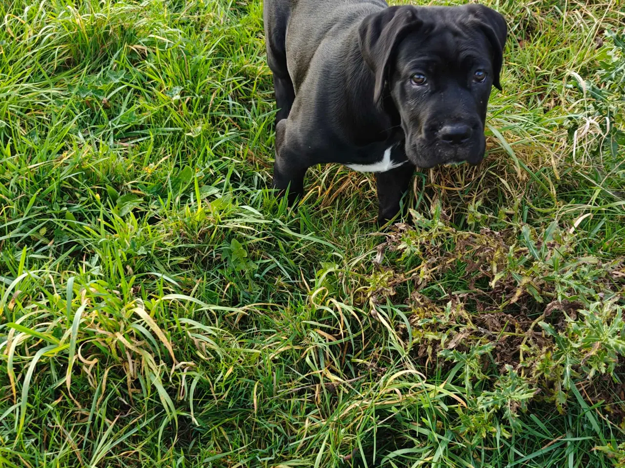 Billede 5 - Cane Corso hvelpe