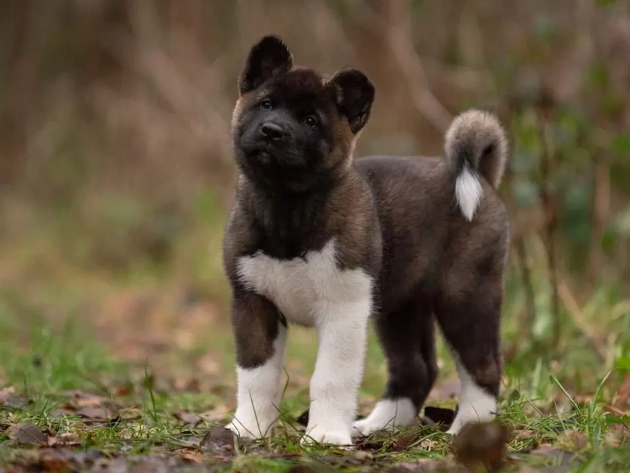 Billede 6 - American Akita hvalpe med DKK stambog