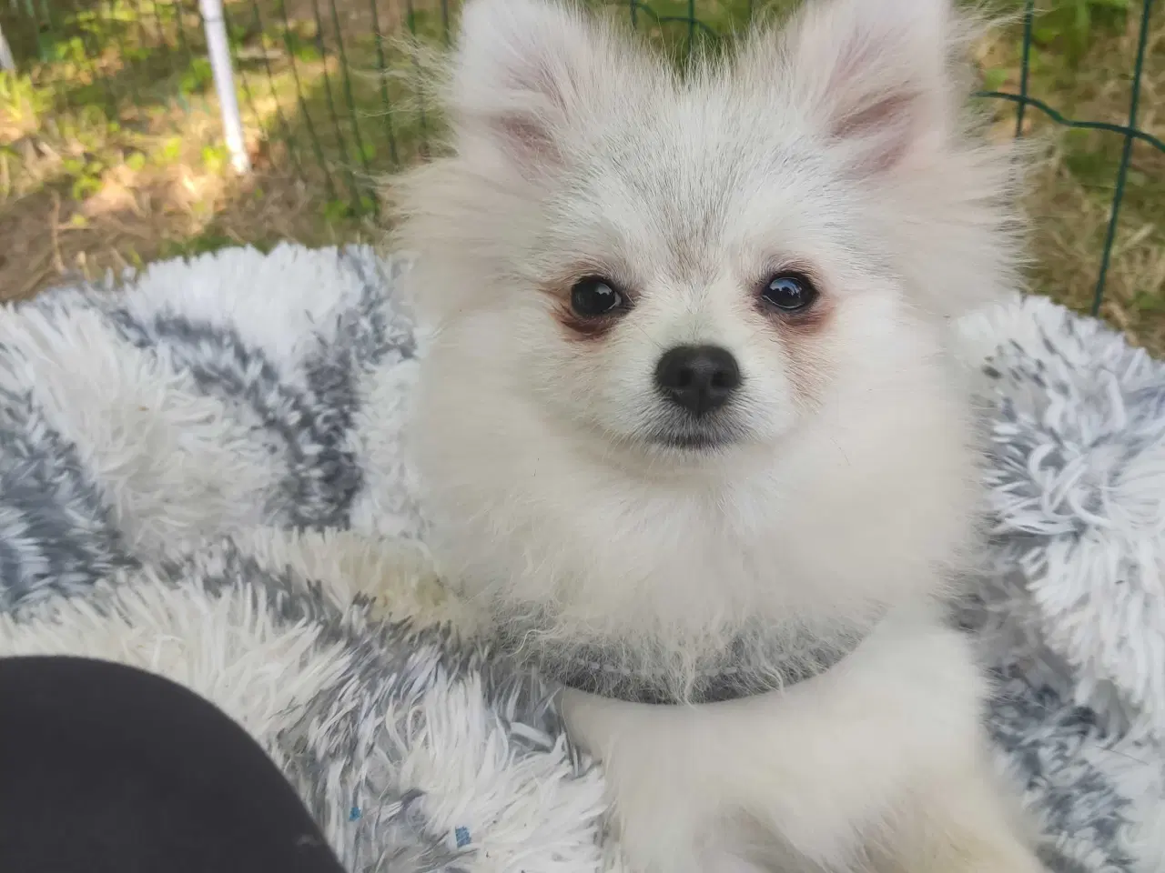 Billede 13 - Mini Pomeranian 