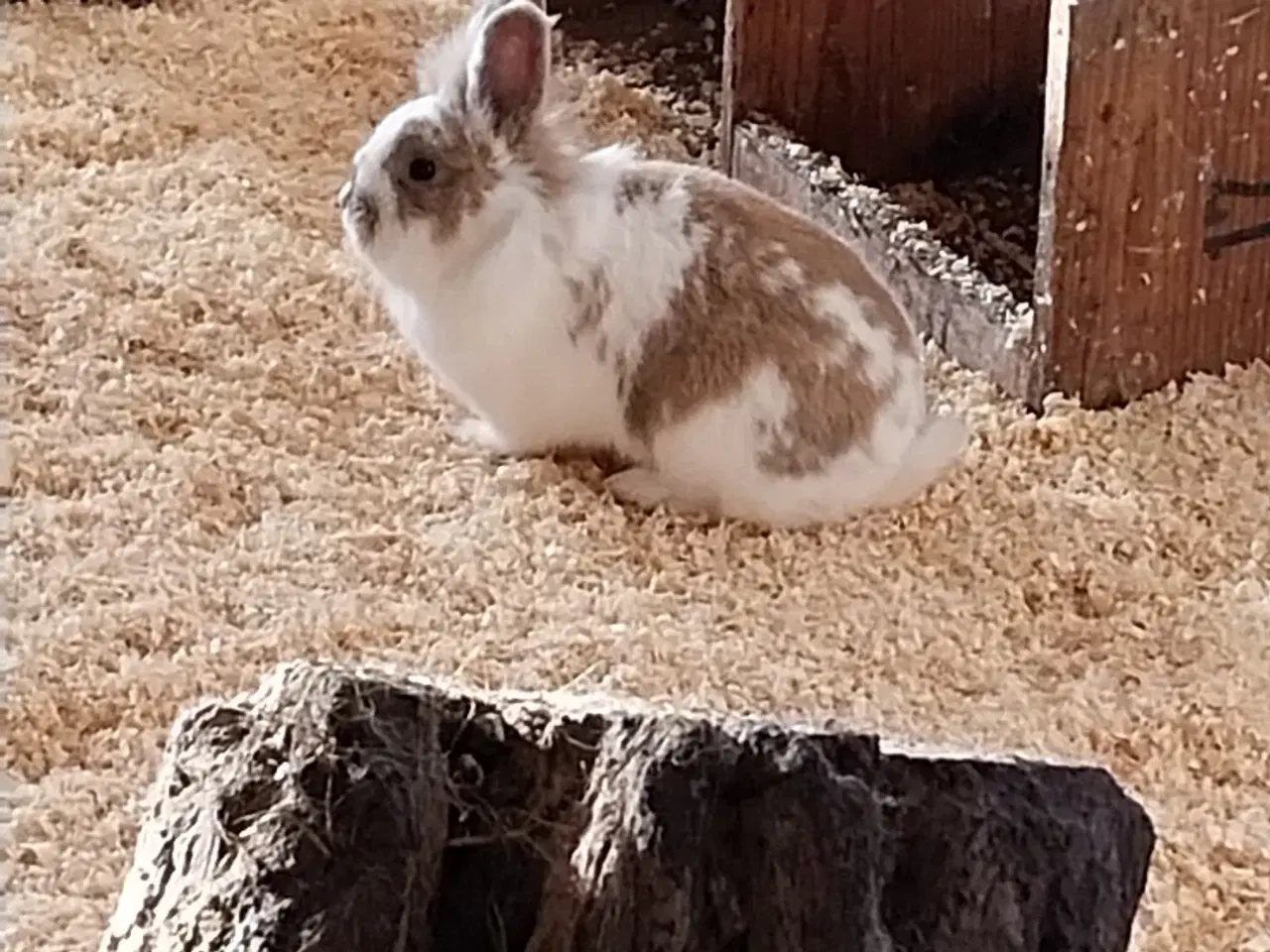 Billede 1 - Dværgkaniner i flotte farver