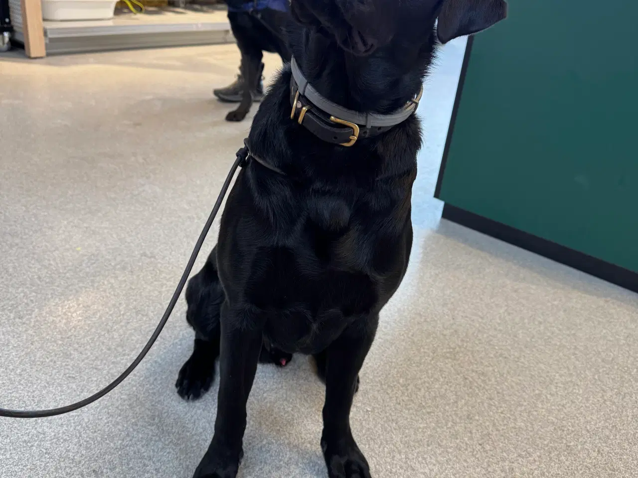 Billede 1 - Labrador