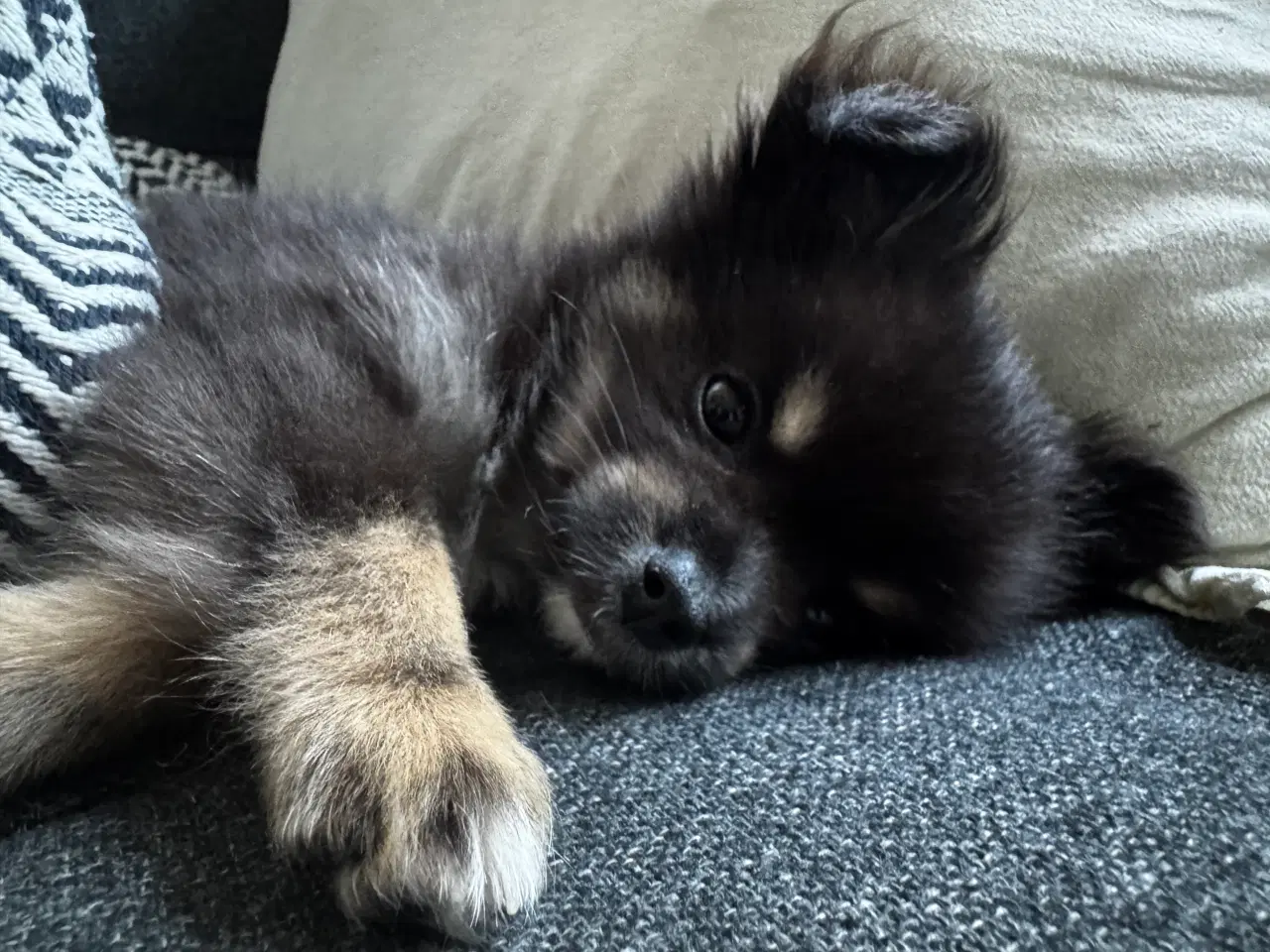 Billede 6 - Pomchi hvalp