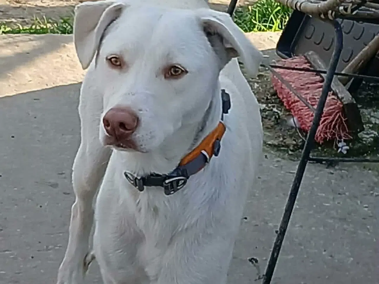 Billede 1 - Smukkeste Snoopy søger sit helt eget hjem