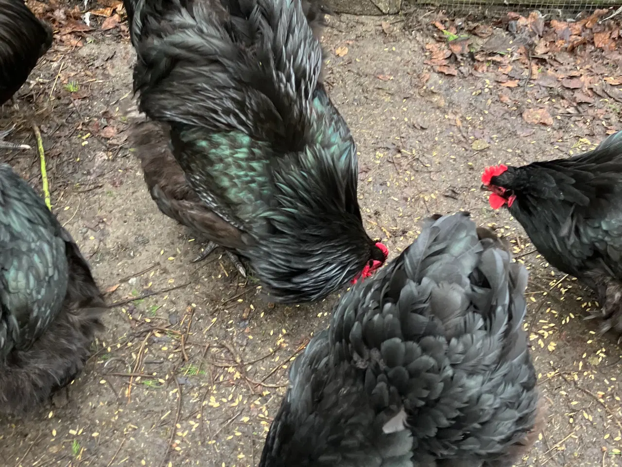 Billede 1 - Sort Orpington hane.