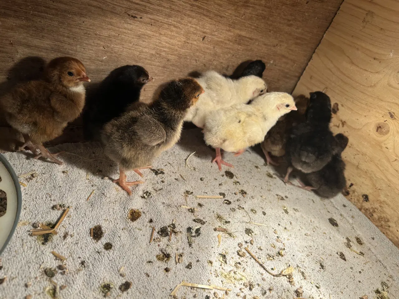 Billede 1 - Daggamle kyllinger 