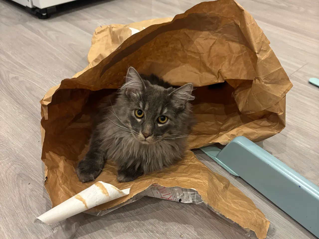 Billede 7 - Frida og Findus søger nyt hjem