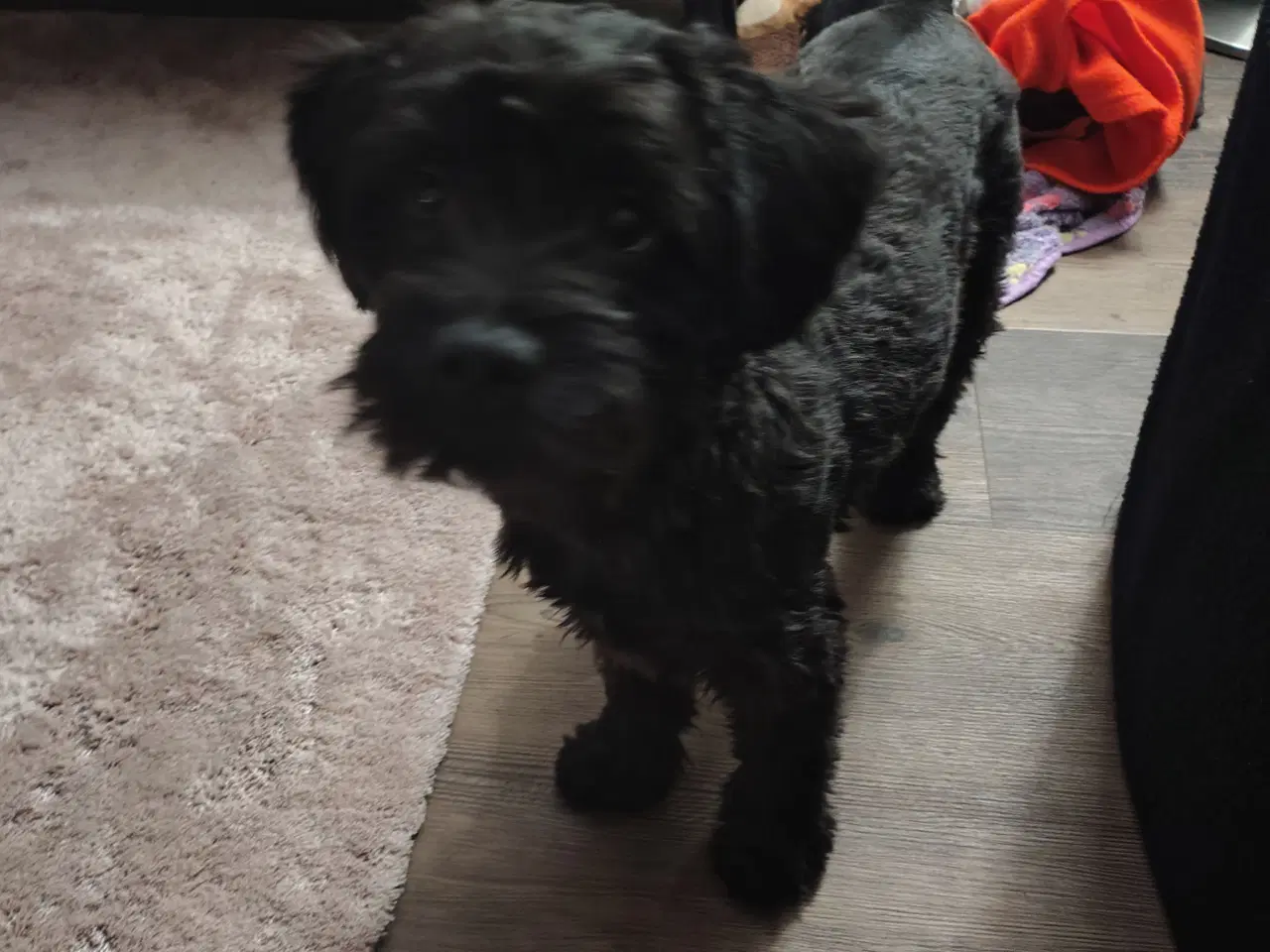 Billede 2 - Skønne Molly søger blivende hjem