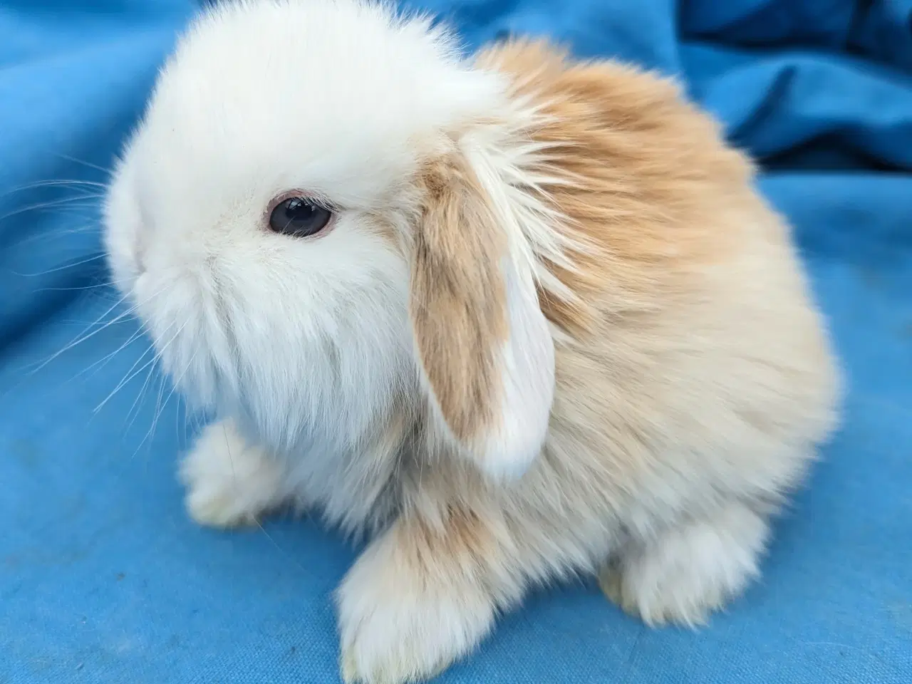 Billede 7 - Minilop kaninunge sælges