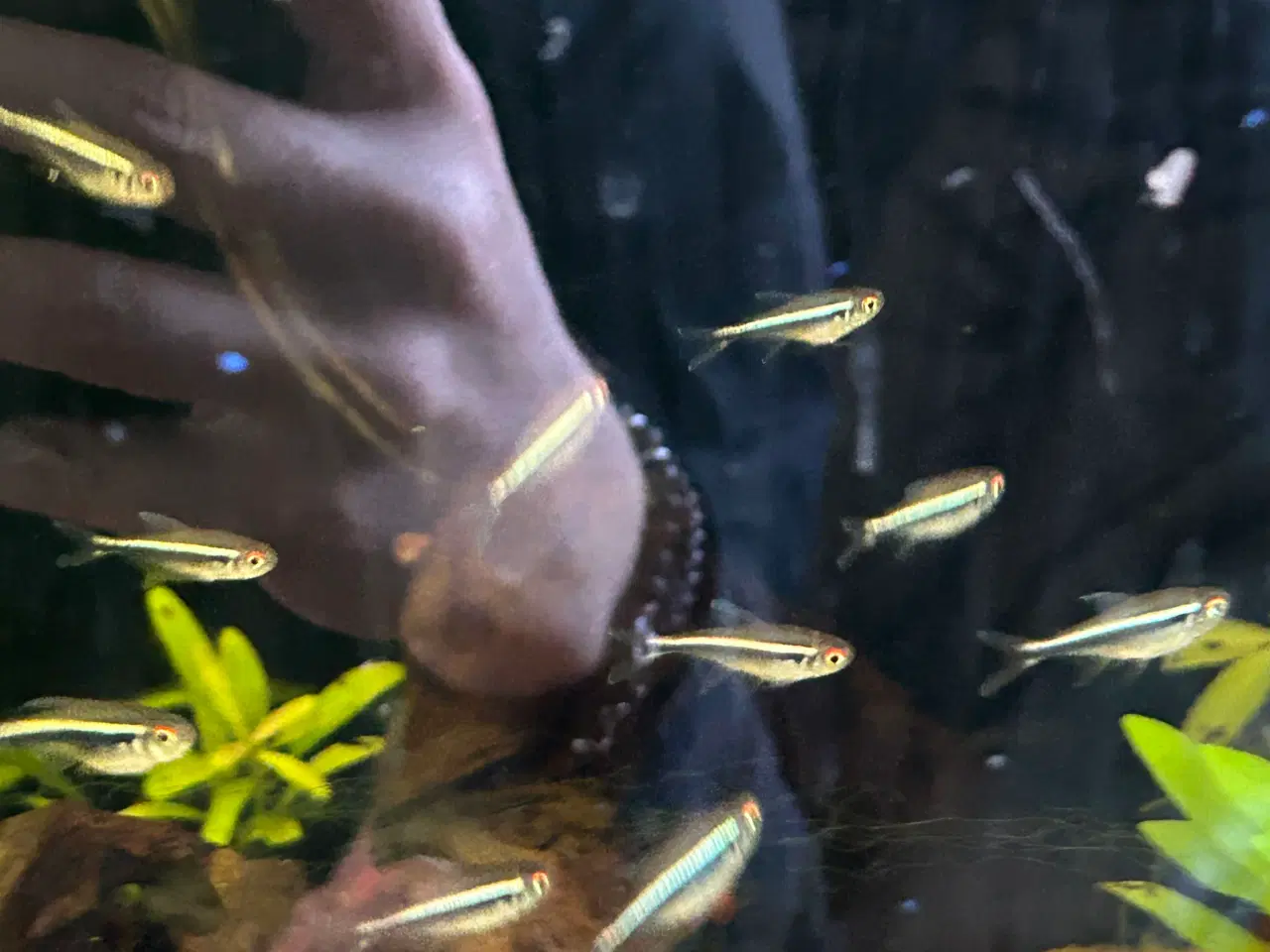 Billede 1 -    🐟🖤  Sorte neonfisk – flotte stimefisk