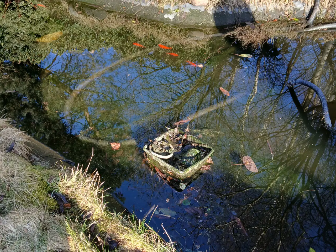 Billede 1 - guldfisk