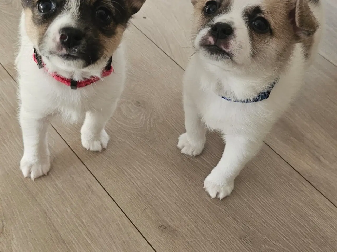 Billede 7 - Hundehvalpe 