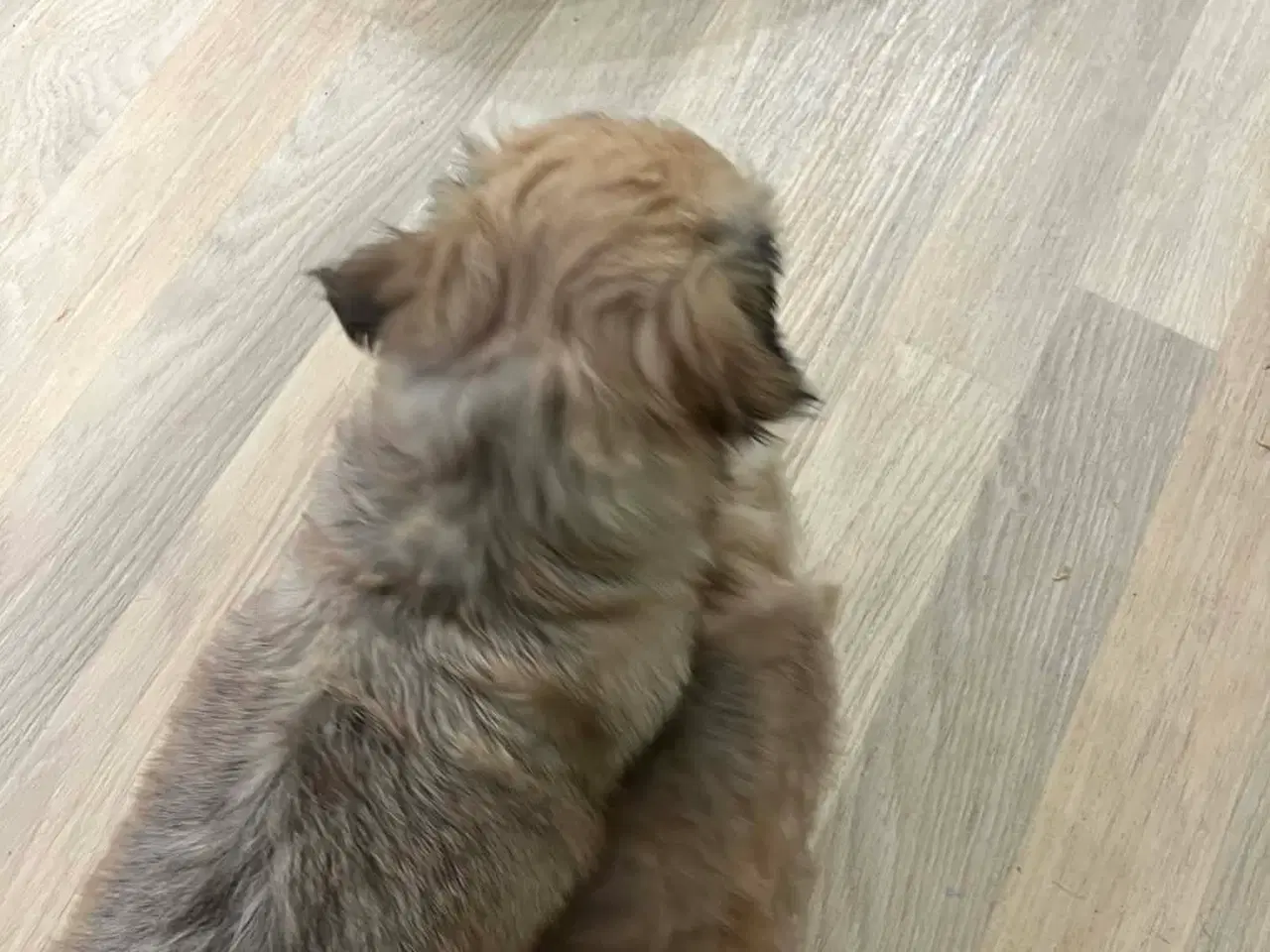 Billede 7 - Bichon Havanais hvalpe