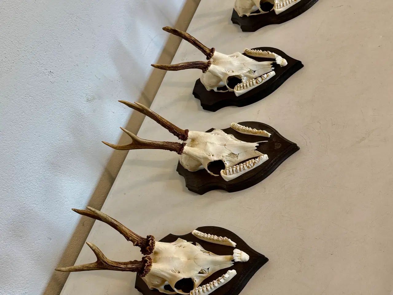 Billede 2 - Råbukke opsatser sælges 