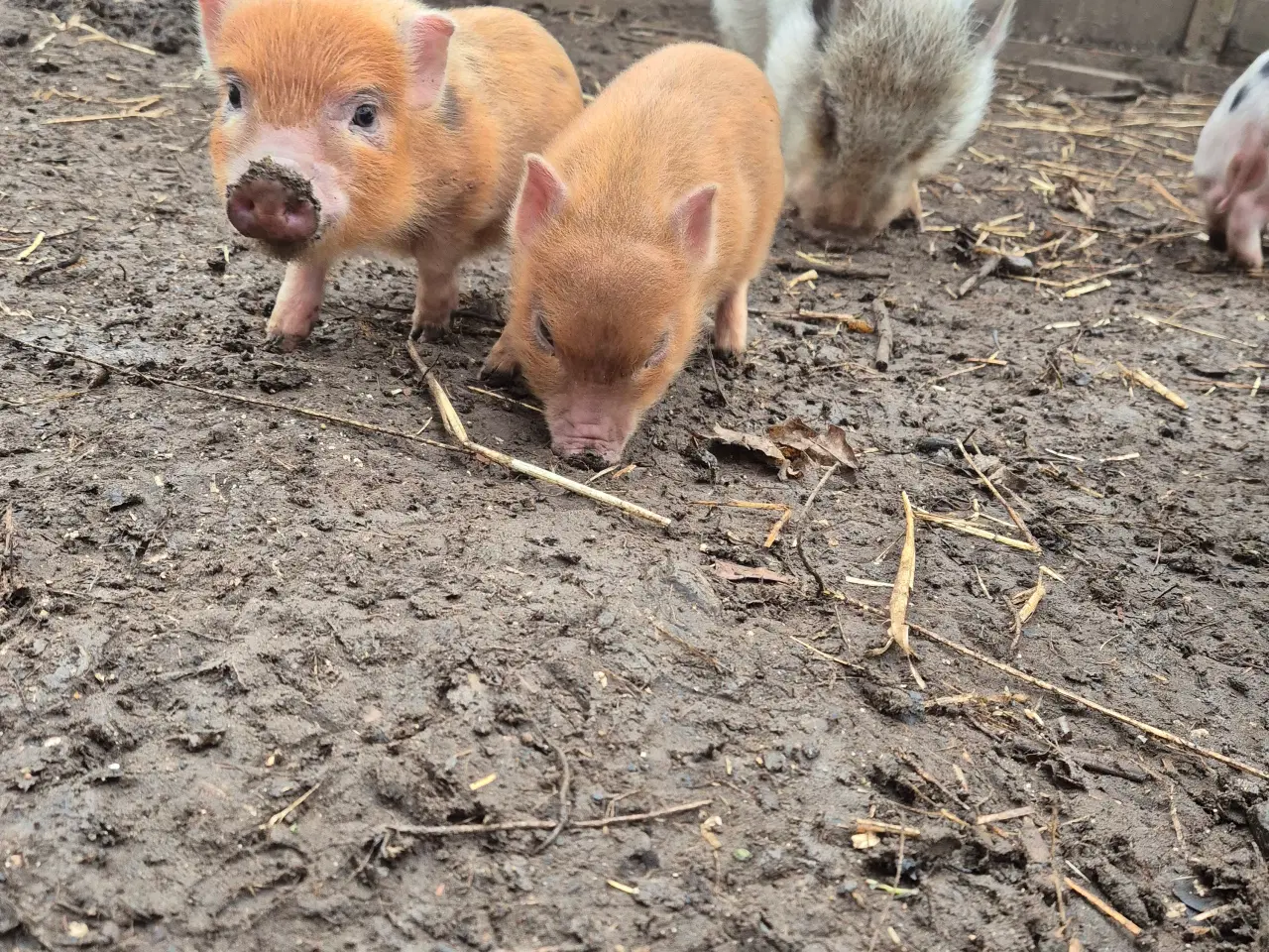 Billede 1 - Minigrise 